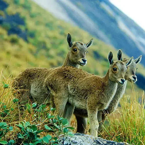 Eravikulam National Park