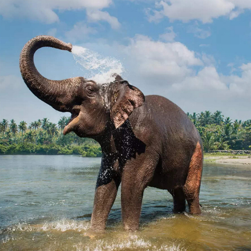 Periyar National Park